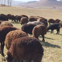 فروش گوسفند افشار