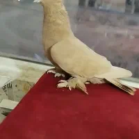 کفش با طرح پرنده