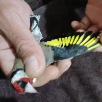 سهره|پرنده|قزوین, |دیوار