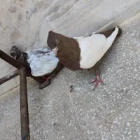 کبوتر|پرنده|قم, خاکفرج|دیوار