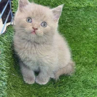 دهکده گربه‌های زیبا ( پرشین / اسکاتیش/ بریتیش )|گربه|یزد, |دیوار