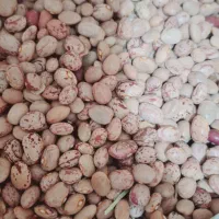 لوبیا چیتی گرد خمین