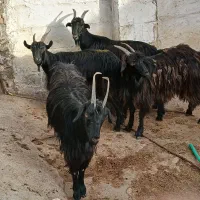 بز کولار ماده داشتی