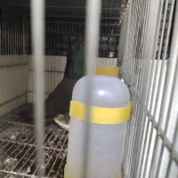 قلاق دمدار کاکل وبی کاکل ابری یک جفت باجوجه