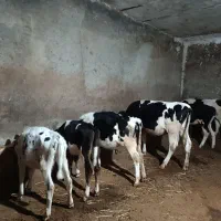 شش عدد گوساله ماده نژاددار از نسل گاو پر شیر|حیوانات مزرعه|اردبیل, |دیوار