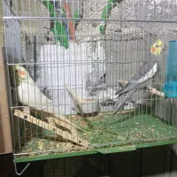 عروس هلندی تک و بالغ، در اب پخش|پرنده|آبپخش, |دیوار