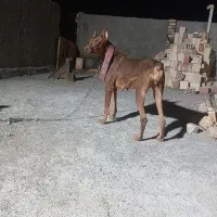 دوبرمن ماده