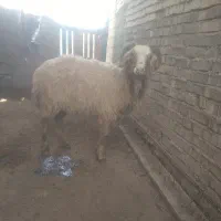 گوسفند درجه یک