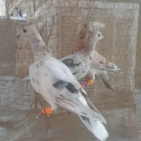 پرنده کبوتر هفترنگ