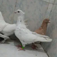 ۱۰تادورگ ورنگی یکجافوری