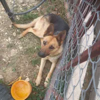 ژرمن نگهبان