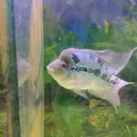 اکواریوم و ماهی فلاور|ماهی|تهران, زهتابی|دیوار