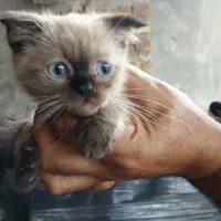 گربه نژاددار