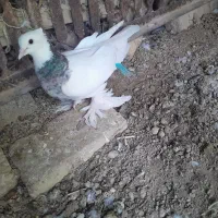 جفت طوقی|پرنده|شهرضا, |دیوار