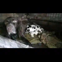 واگذاری توله شکاری