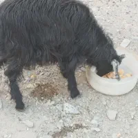 بزغاله جوان