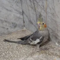 عروس هلندی سیاه مون نر.