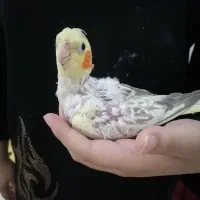 طوطی جوجه|پرنده|قم, بنیاد|دیوار