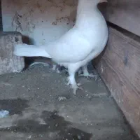 کبوتر پرشی|پرنده|رشت, پسیخان|دیوار