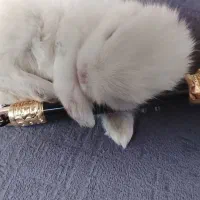 خرگوش بانمک|موش و خرگوش|مشهد, مصطفی خمینی|دیوار