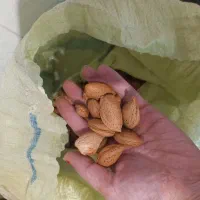 گردووبادام امسال دربندرگناوه