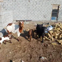 بز بزغاله شیری مشهد