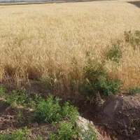 فروش و اجاره زمین کشاورزی