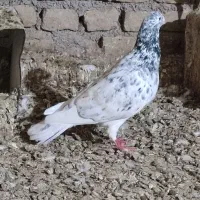 کبوتر گمشده|حیوانات|سبزوار, غرب نیروگاه|دیوار