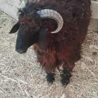 گوسفند