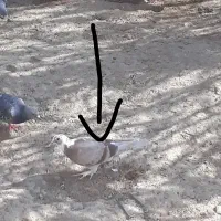 جفت جوجه ابلق قهوای و ابلق زرد|پرنده|زهک, |دیوار