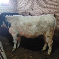 گوساله ماده|حیوانات مزرعه|ایجرود, |دیوار