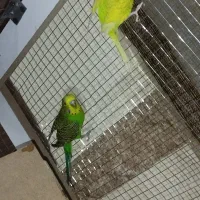 مرغ عشق اسپانگل رو تخم