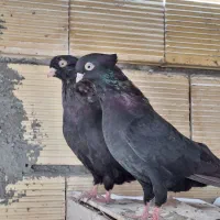 کبوتر زاغ چشم و نوک سفید|پرنده|پیر بکران, |دیوار