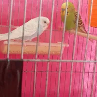 مرغ عشق سالم سرحال