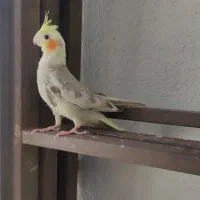 عروس هلندی ماده