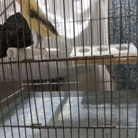 قناری ماده کاکولی