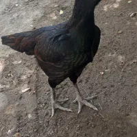 فروشی|حیوانات مزرعه|میناب, |دیوار