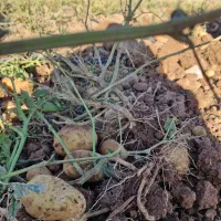 سیب زمینی به صورت عمده