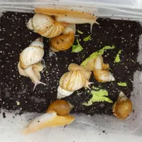 حلزون آلبینو