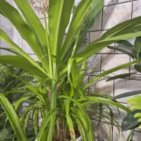 گل وگیاه|گل و گیاه طبیعی|داران, |دیوار