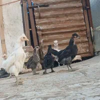 جوجه سلطان.مرندی.دورگ|حیوانات مزرعه|مهدی شهر, |دیوار