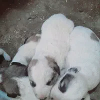 توله سگ الابای|سگ|نگین شهر, |دیوار