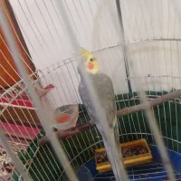 یک عروس هلندی دست آموز نر