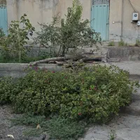 163مترزمین سندتکبرگ انشعابات لوران