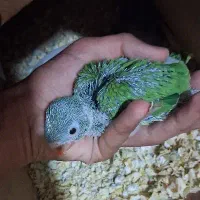 جوجه ملنگو ۲۷ روزه