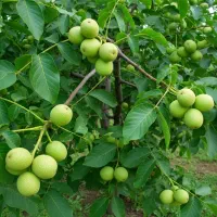 نهال گردوی ویژه باغی پربار و سودآور