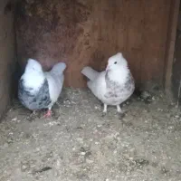 انواع ۳۰ عدد کبوتر قیمت یک‌جایی و دونه ای فرق دار