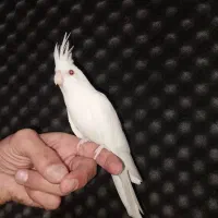 عروس هلندی دستی جوجه کوتوله نژاد قناری سهره طوطی