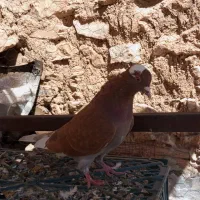 کبوتر|پرنده|جوانرود, |دیوار