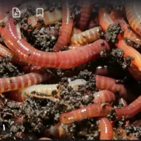 کرم.خاکی.برای.ماهیگیری